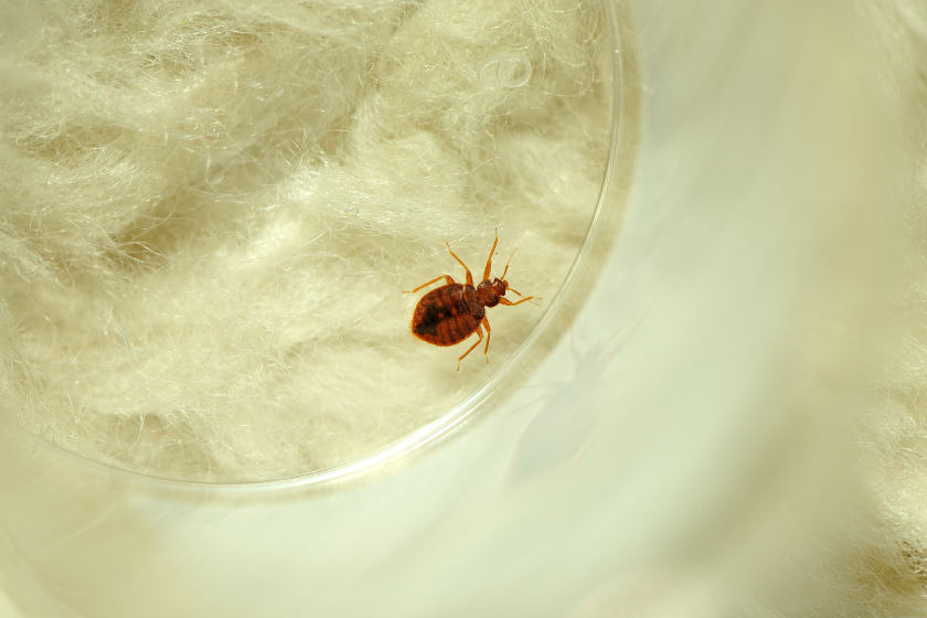 what do bed bugs look like