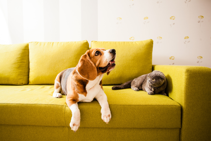 Do a home exchange with pets