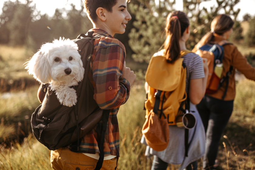 Travel locally with pets