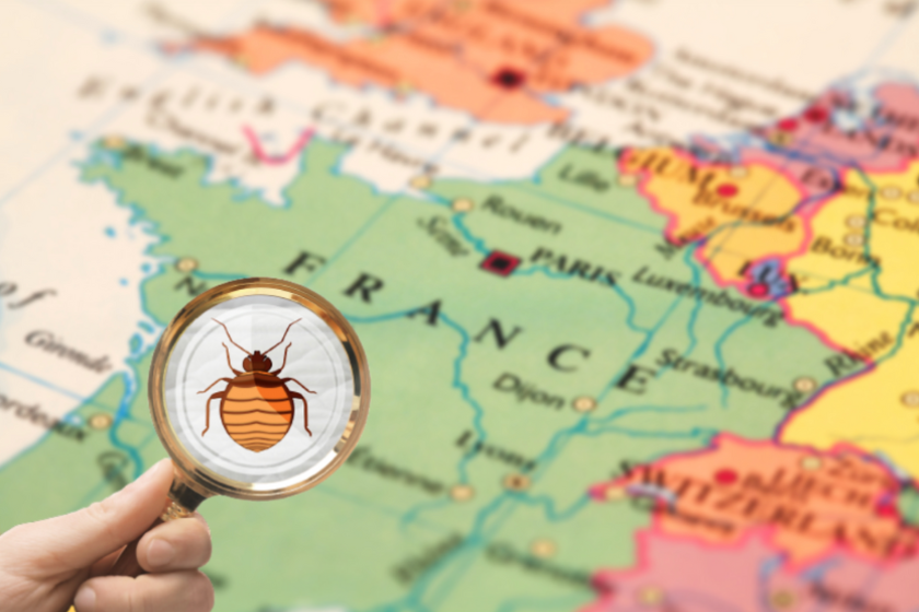 how to get rid of bed bugs