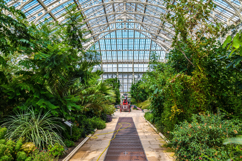Green plants and trees in a glasshouse at Kew Gardens in London.