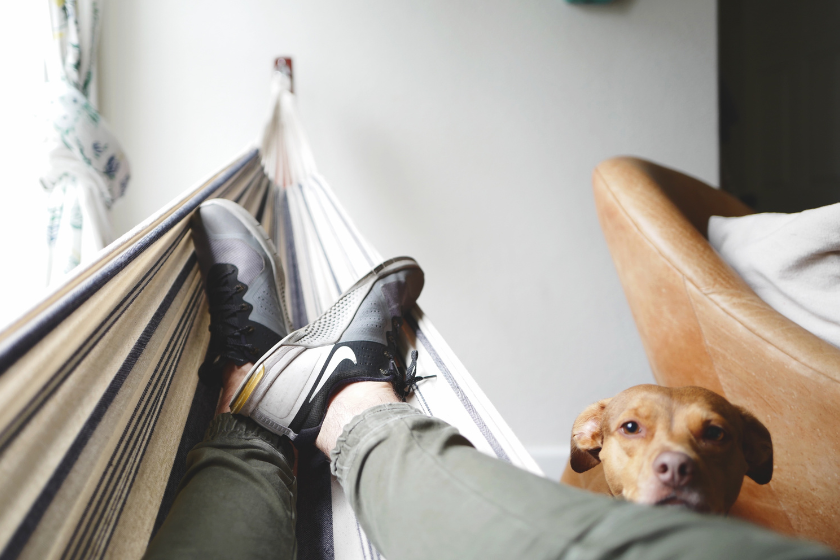 how to find pet friendly airbnb