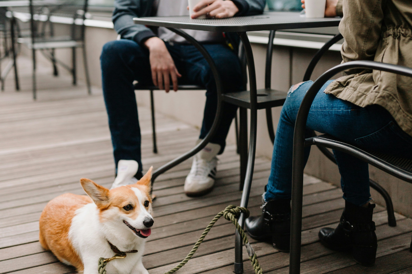 airbnb with dogs