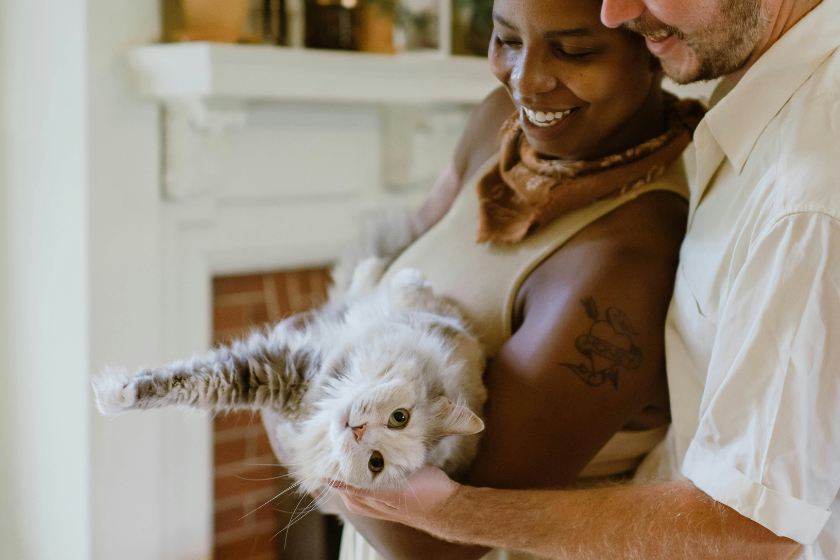 dog friendly airbnb find pet friendly airbnb