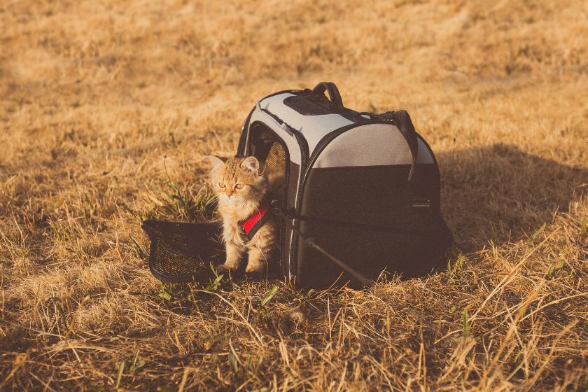 pet friendly airbnb alternative.png