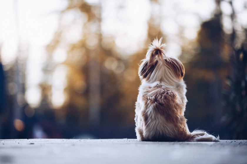 pet friendly airbnb with dogs
