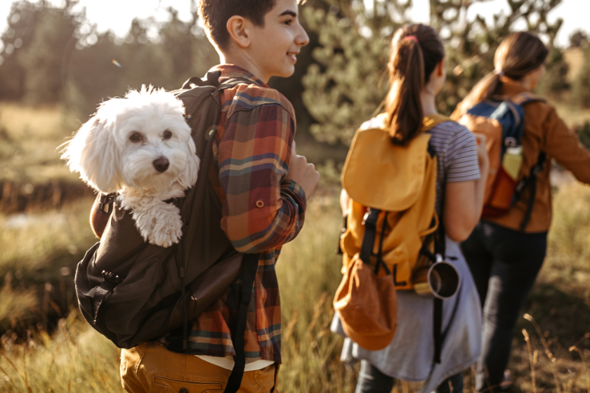 pet friendly accommodation