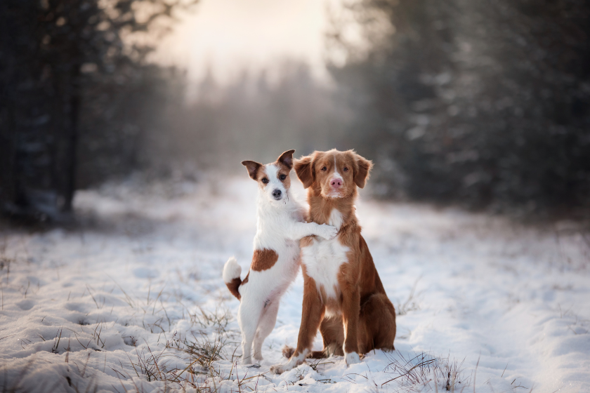 pet friendly weekend getaways