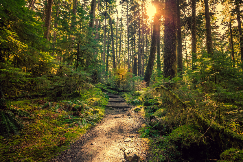 best place to visit july olympic national park