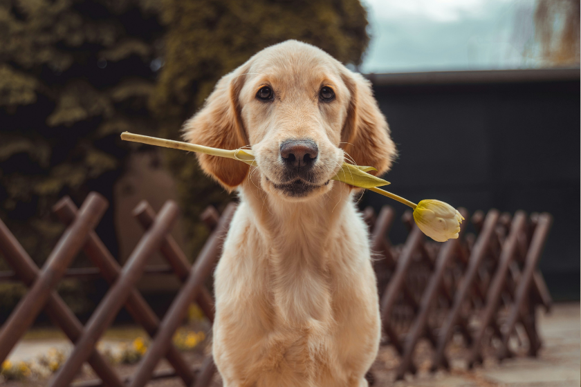 in-home overnight pet sitting