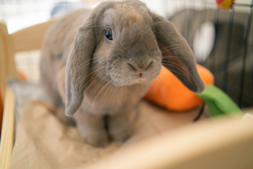 pet sitting house exchange
