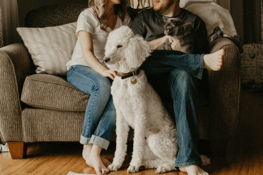 pet sitting house swap