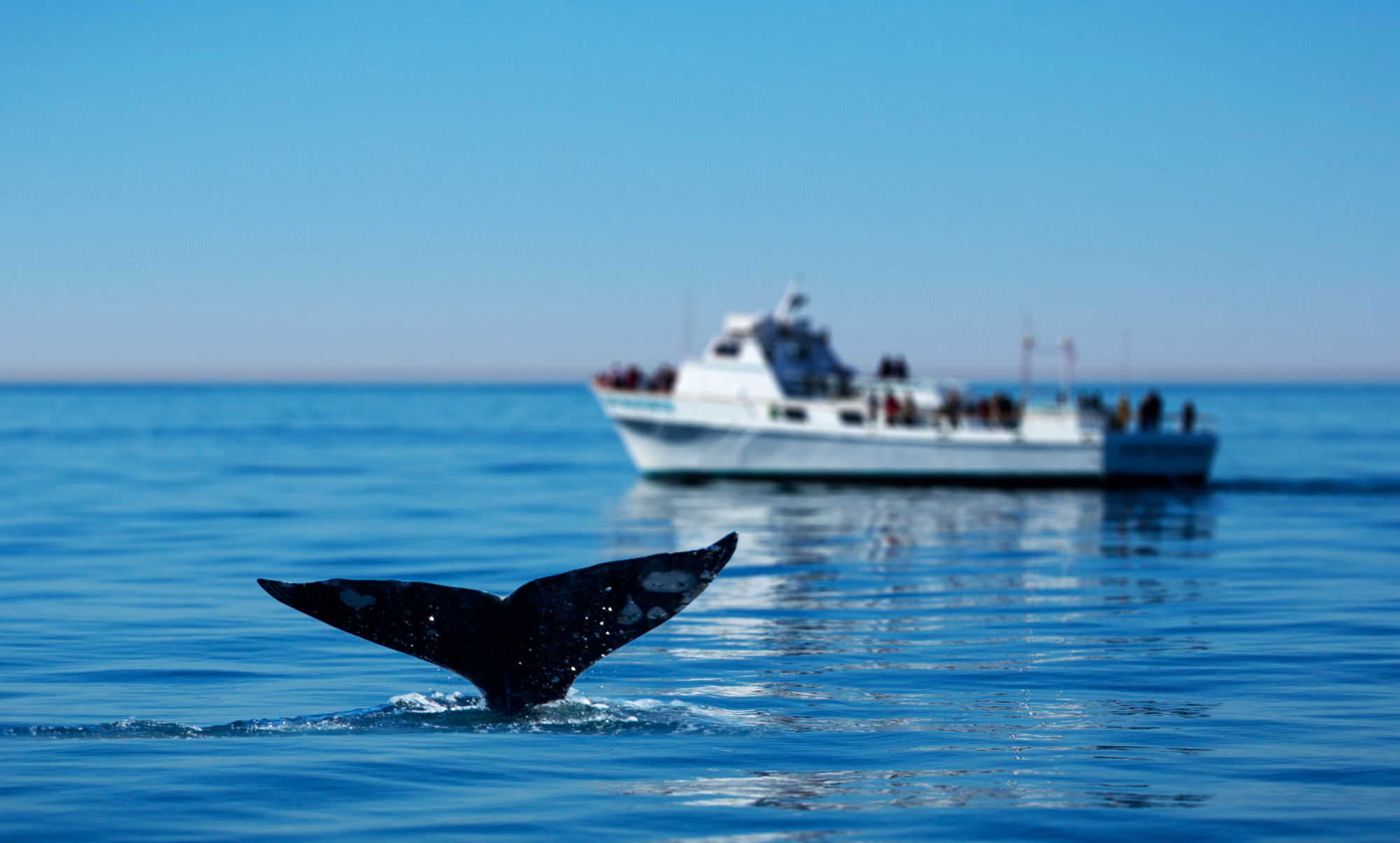 Whale watching as one of the things to do in San Diego alone