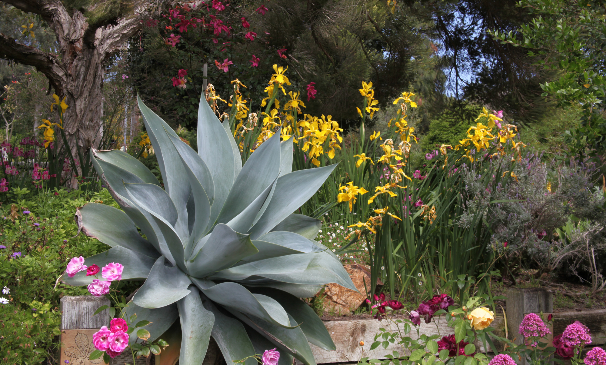 View of San Diego Botanical Garden: one of the things to do in San Diego for families