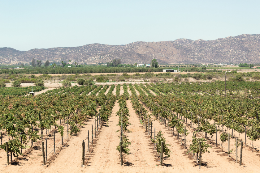 Vineyard in Valle de Guadalupe, Mexico