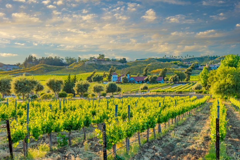 Vineyard in Temecula Valley as one of the things to do in San Diego
