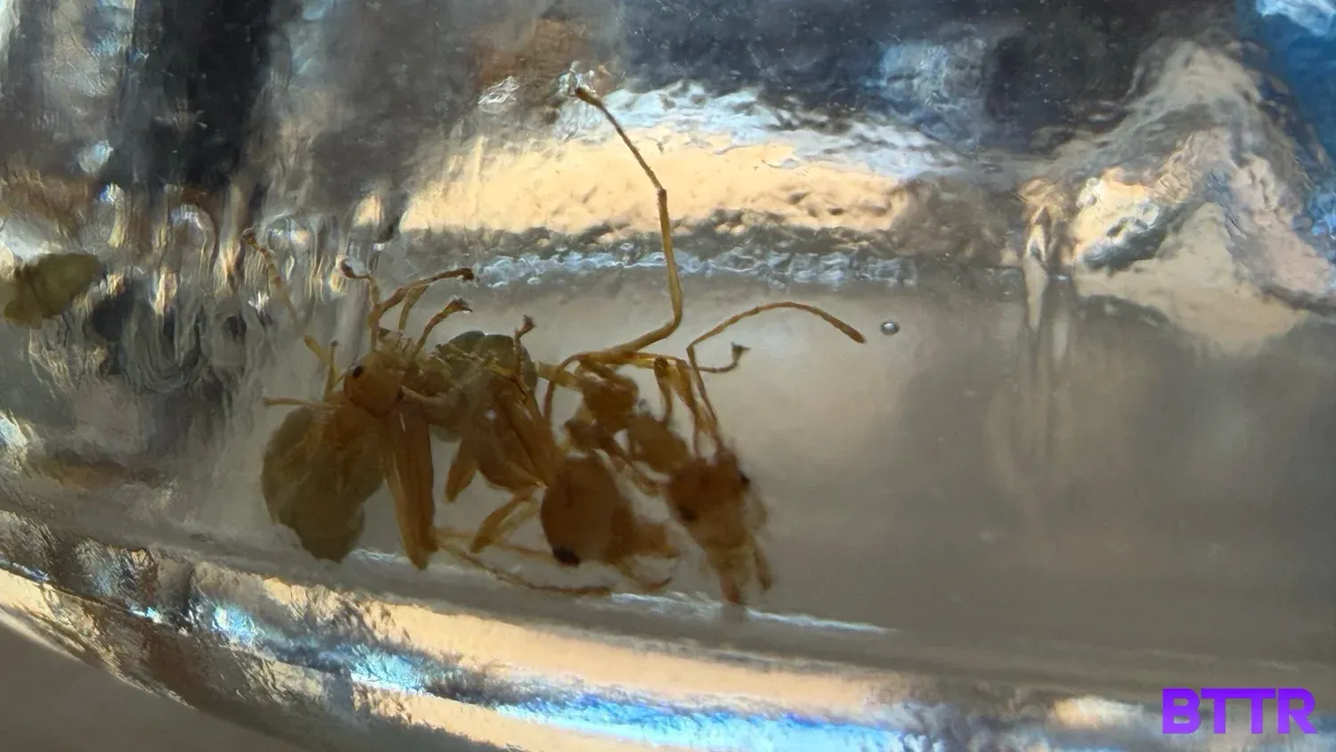 Close up view of a couple of ants inside the bottle