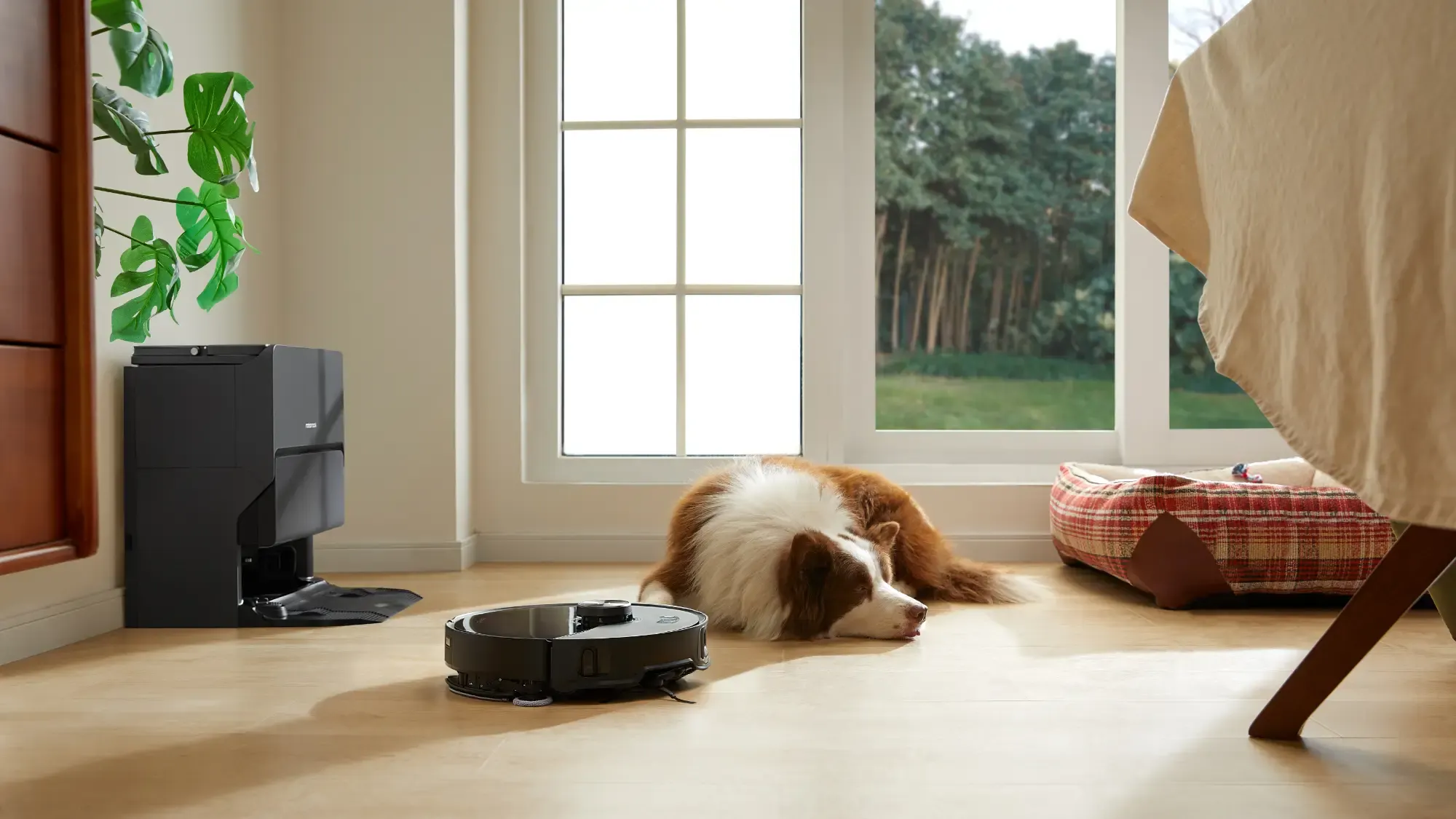 Roborock S8 MaxV Ultra vacuuming around a doggo