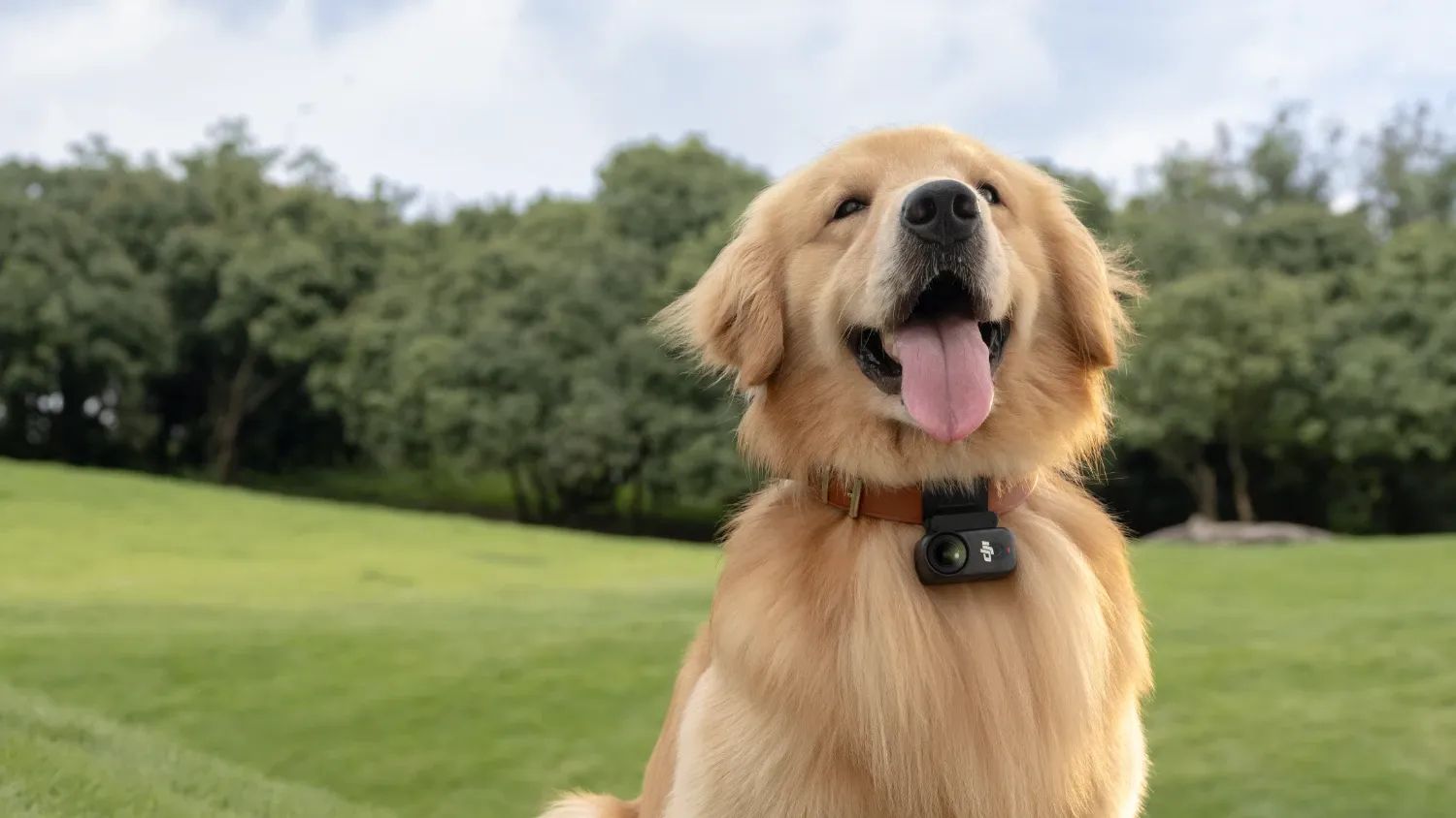 A beautiful golden retriever wearing the DJI Osmo Nano on its collar.