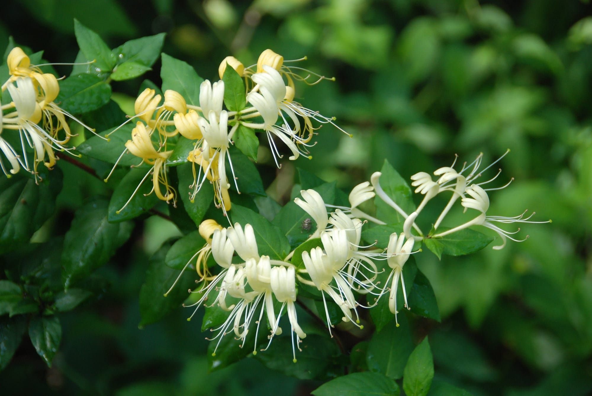 Honeysuckle
