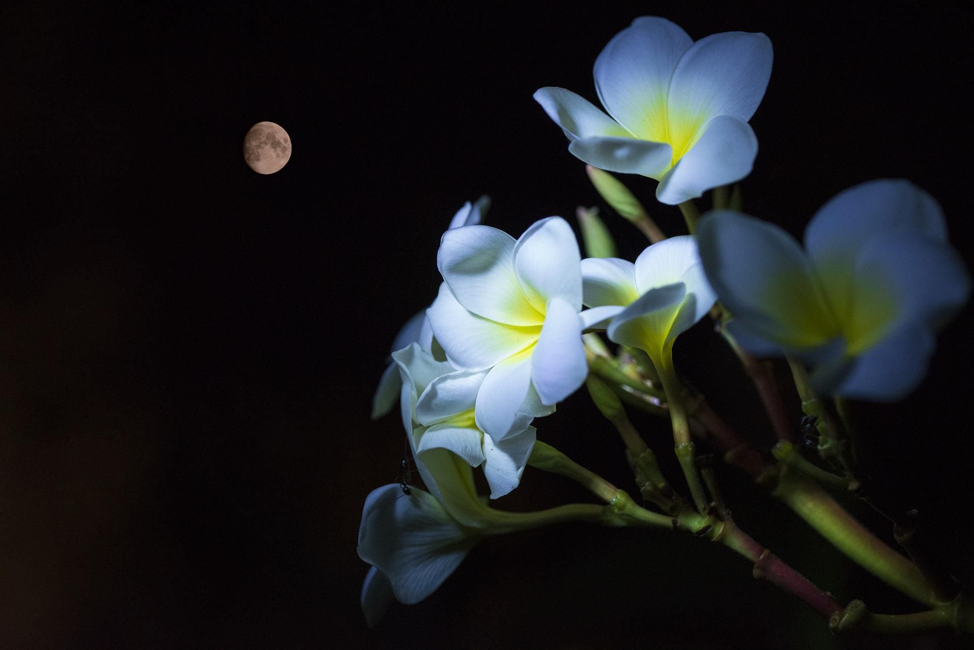 Love in Other Worlds: A Sonnet