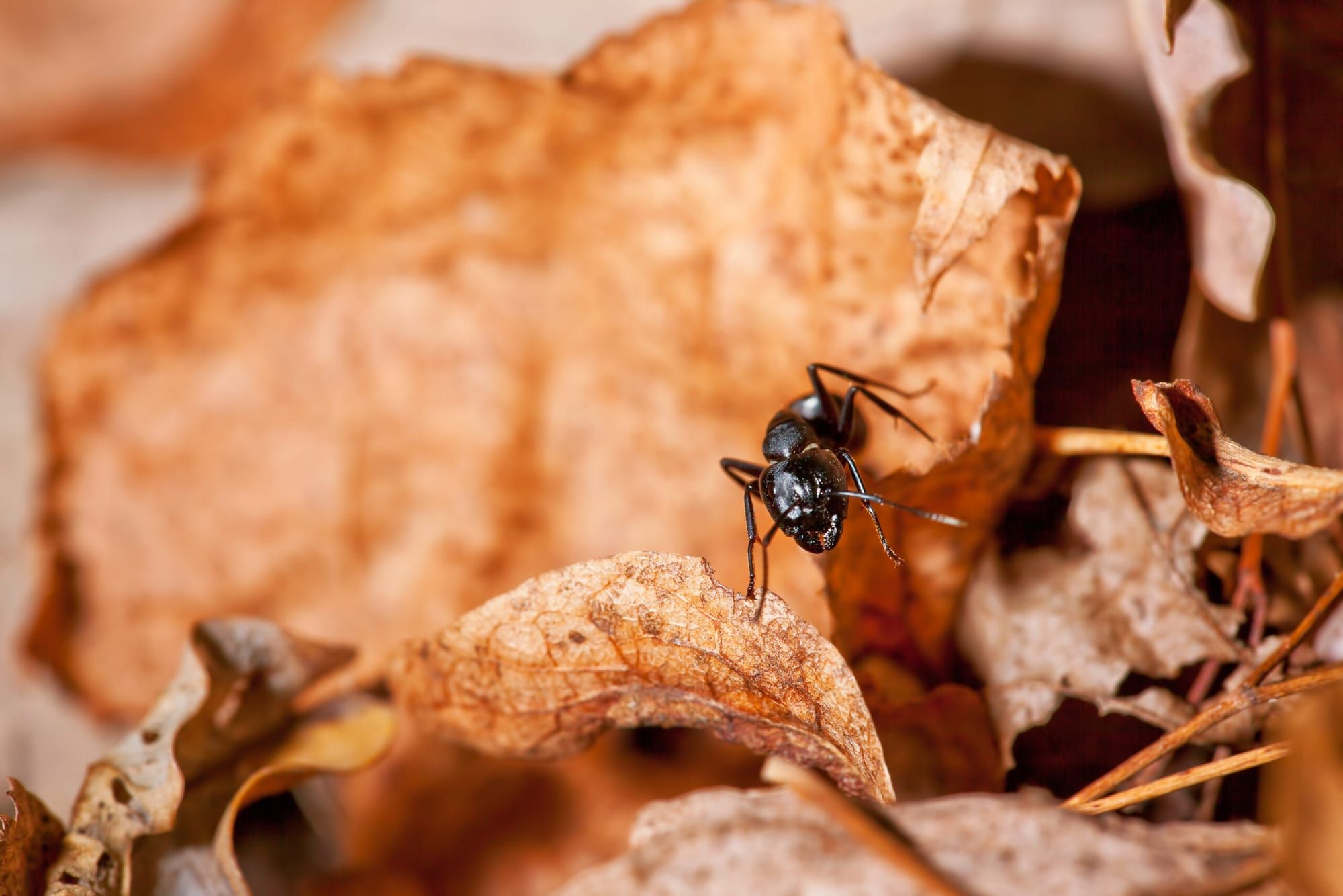 The Ant