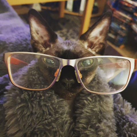 Lil' Lost Kitten Creative