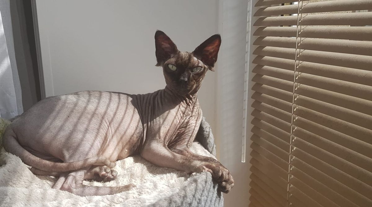 A black Sphynx cat reclines in an elevated tower bed in front of the light coming through a set of blinds. Dappled in sunlight, she looks regal and content.