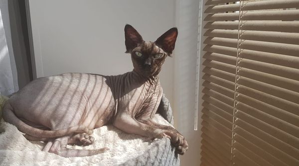 A black Sphynx cat reclines in an elevated tower bed in front of the light coming through a set of blinds. Dappled in sunlight, she looks regal and content.