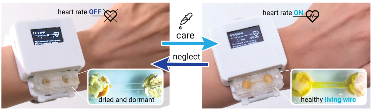 Badacze tworzą żywy smartwatch. Ludzie nawiązują emocjonalną więź z urządzeniem 🥹