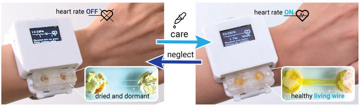 Badacze tworzą żywy smartwatch. Ludzie nawiązują emocjonalną więź z urządzeniem 🥹