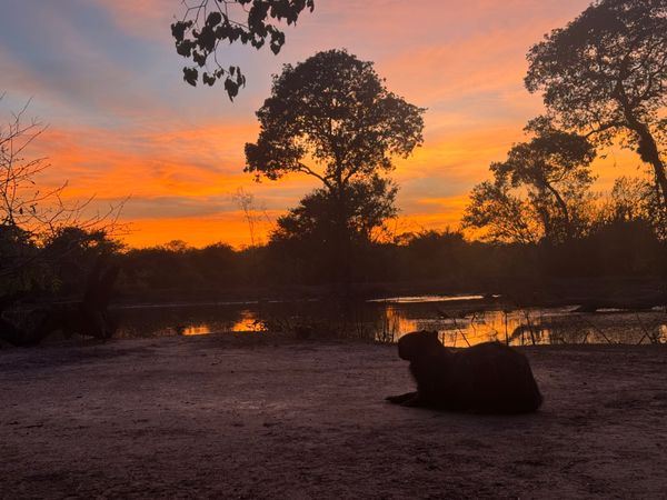 Pantanal
