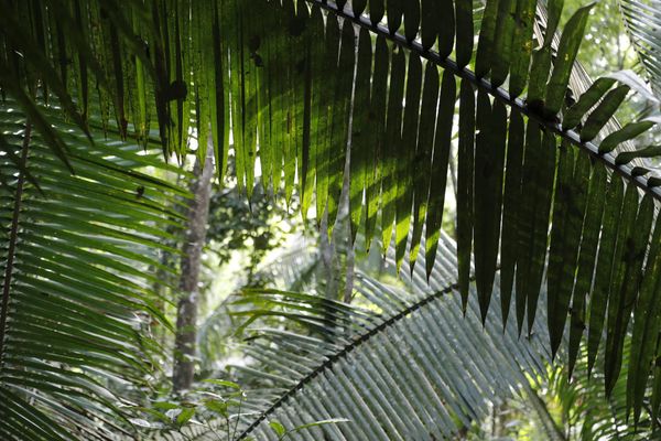 Amazonas Regenwald
