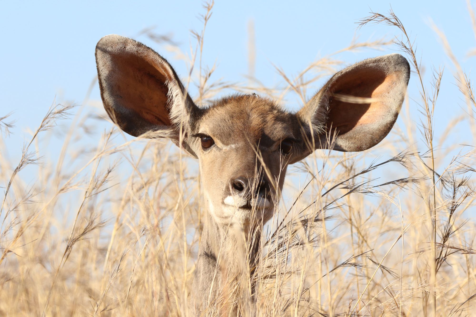 A deer in the grass with large ears