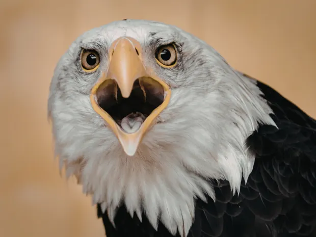 7 Greatly Exaggerated Myths in American History