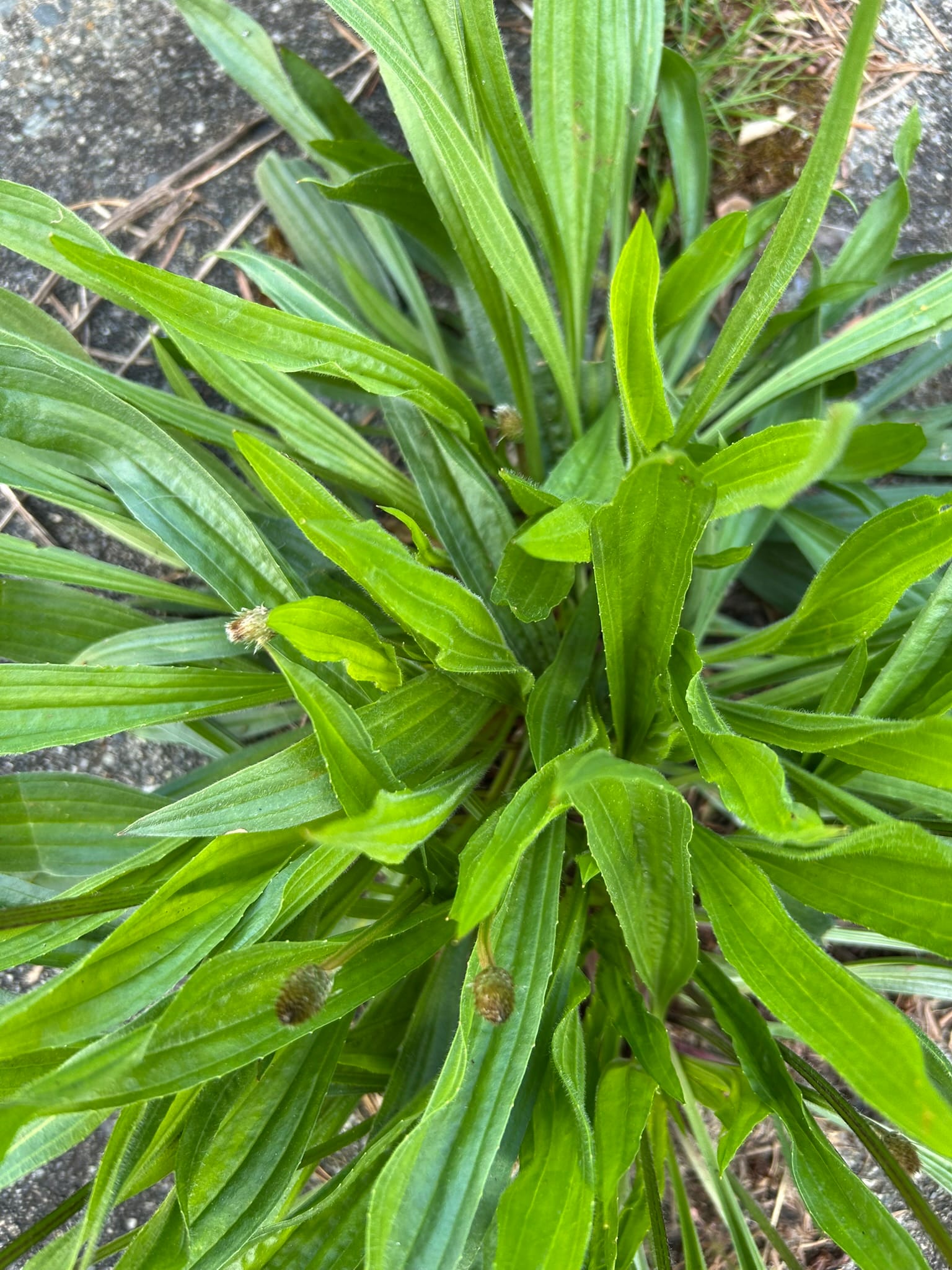 Photo of narrow-leaf plantain