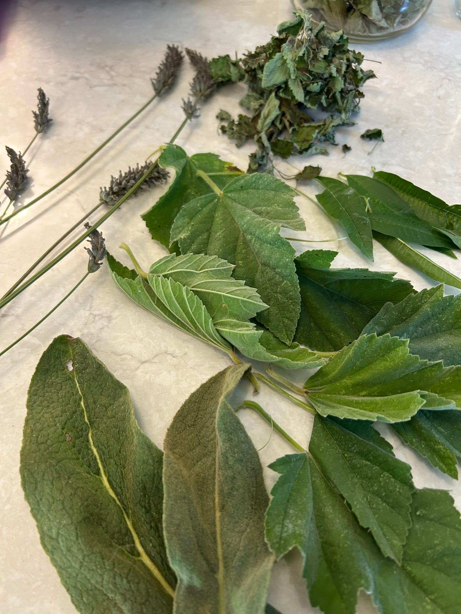Image of a variety of green leaves on a white countertop