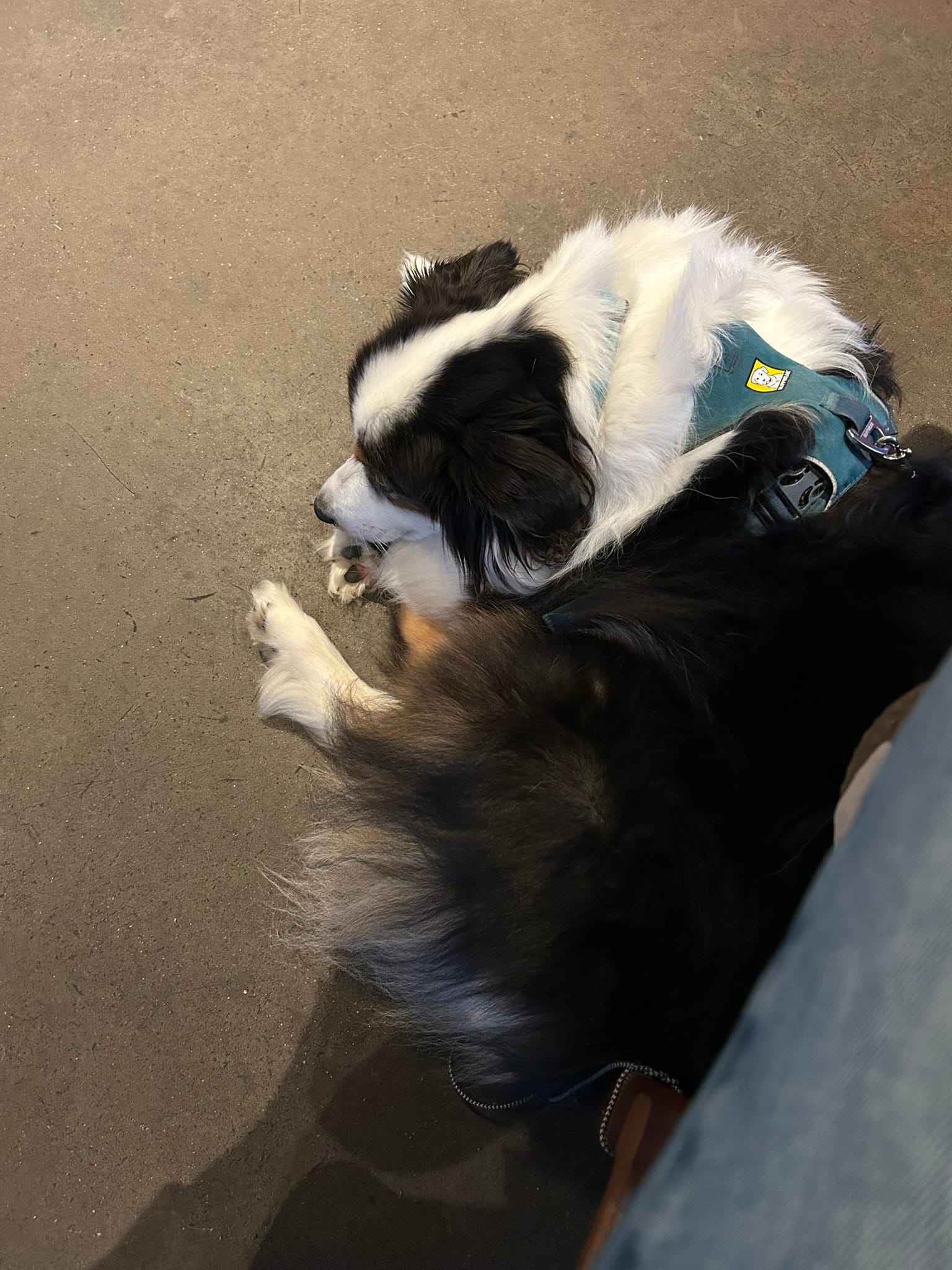 Photo of a black and white Australian Shepherd dog, wearing a teal vest, curled up asleep on a concrete floor