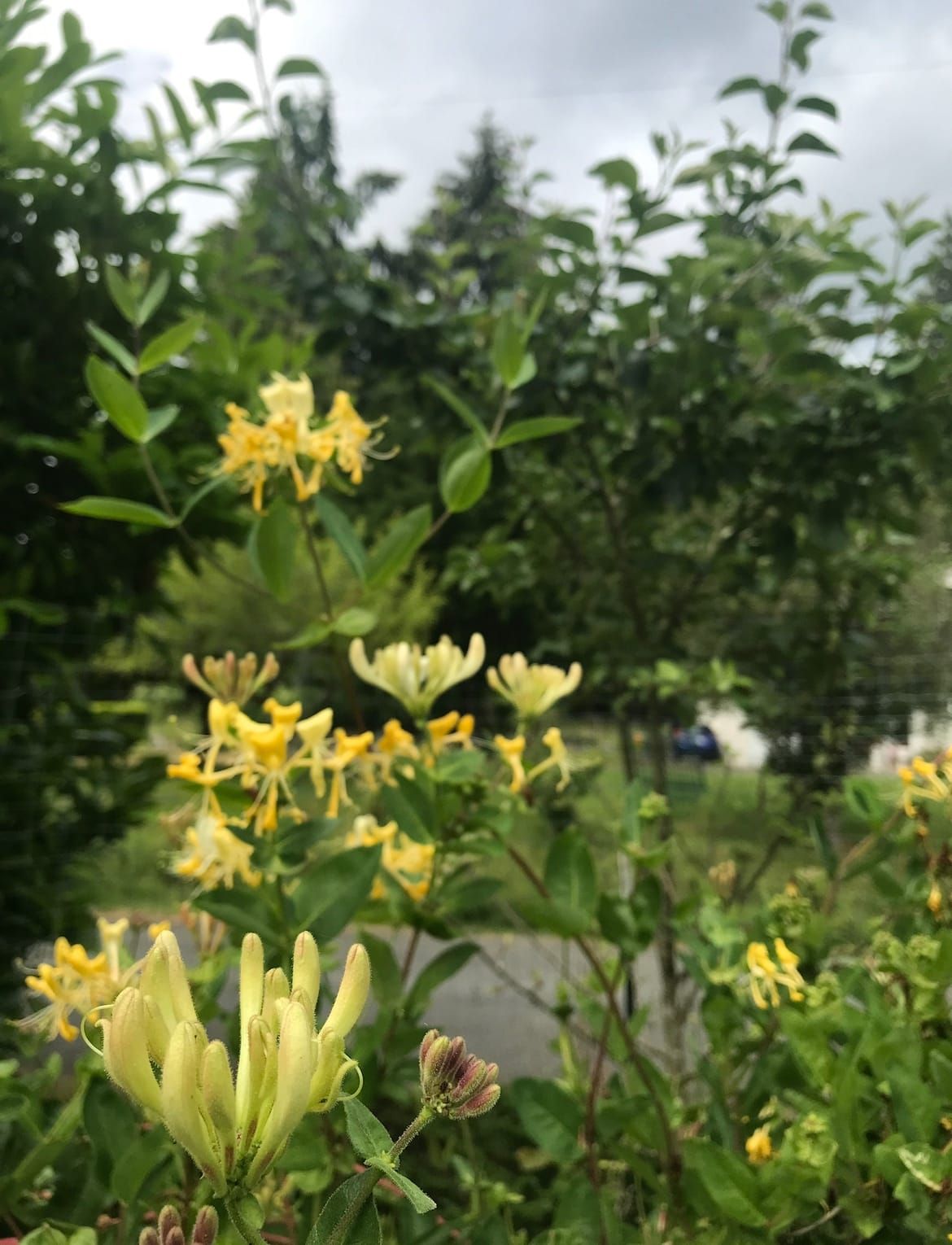 Yellow honeysuckle flowers on a green vine in our yard