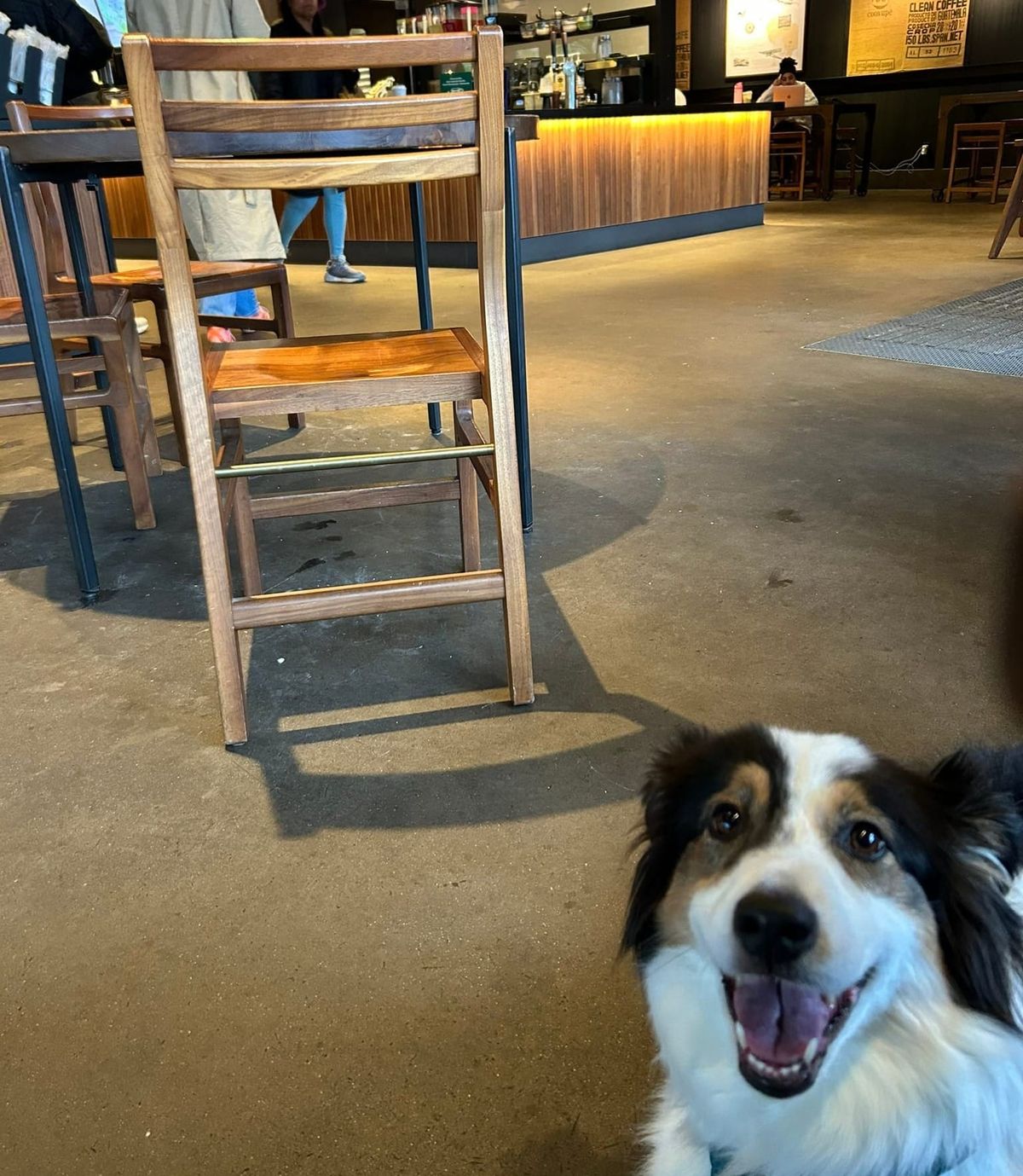 A photo of the inside of a coffee shop with an Australian Shepherd dog, with a huge smile on her face, sitting in the bottom right corner of the photo staring at the camera