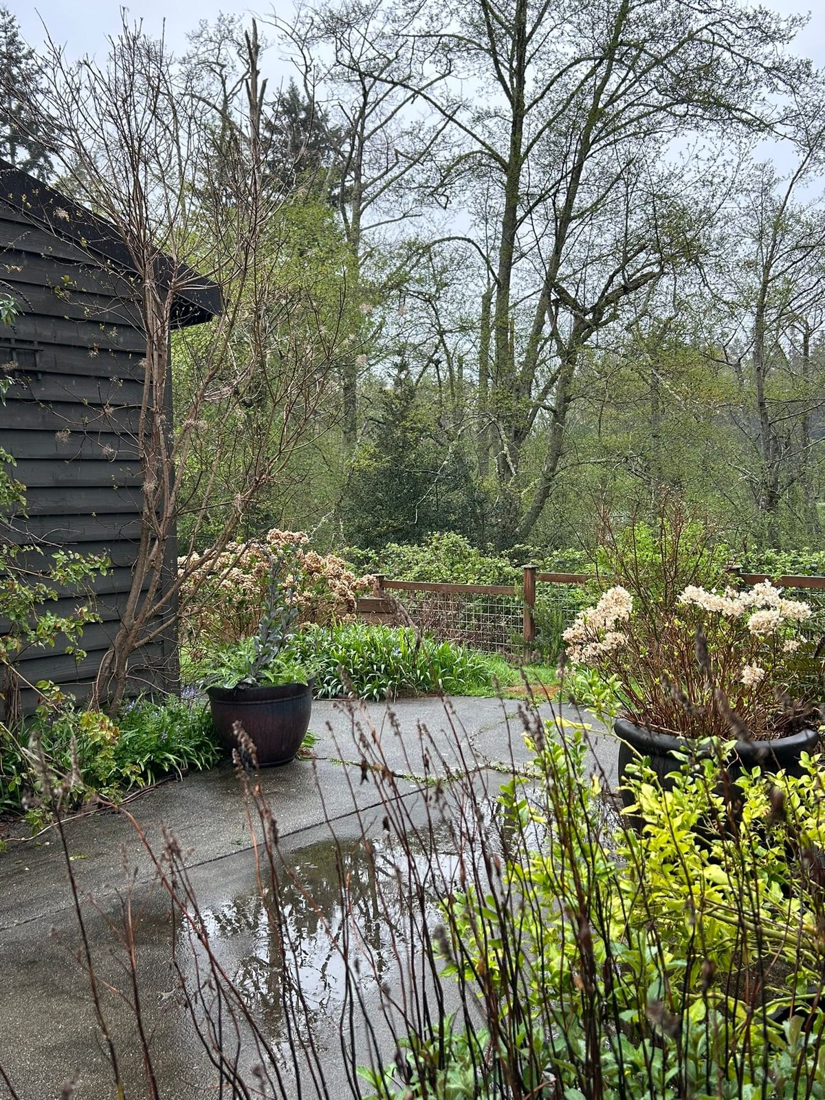 Photo of dozens of emerging plants and budding trees on a rainy spring day. Puddles on the cement pathway winding around a dark gray building on the left edge of the frame.