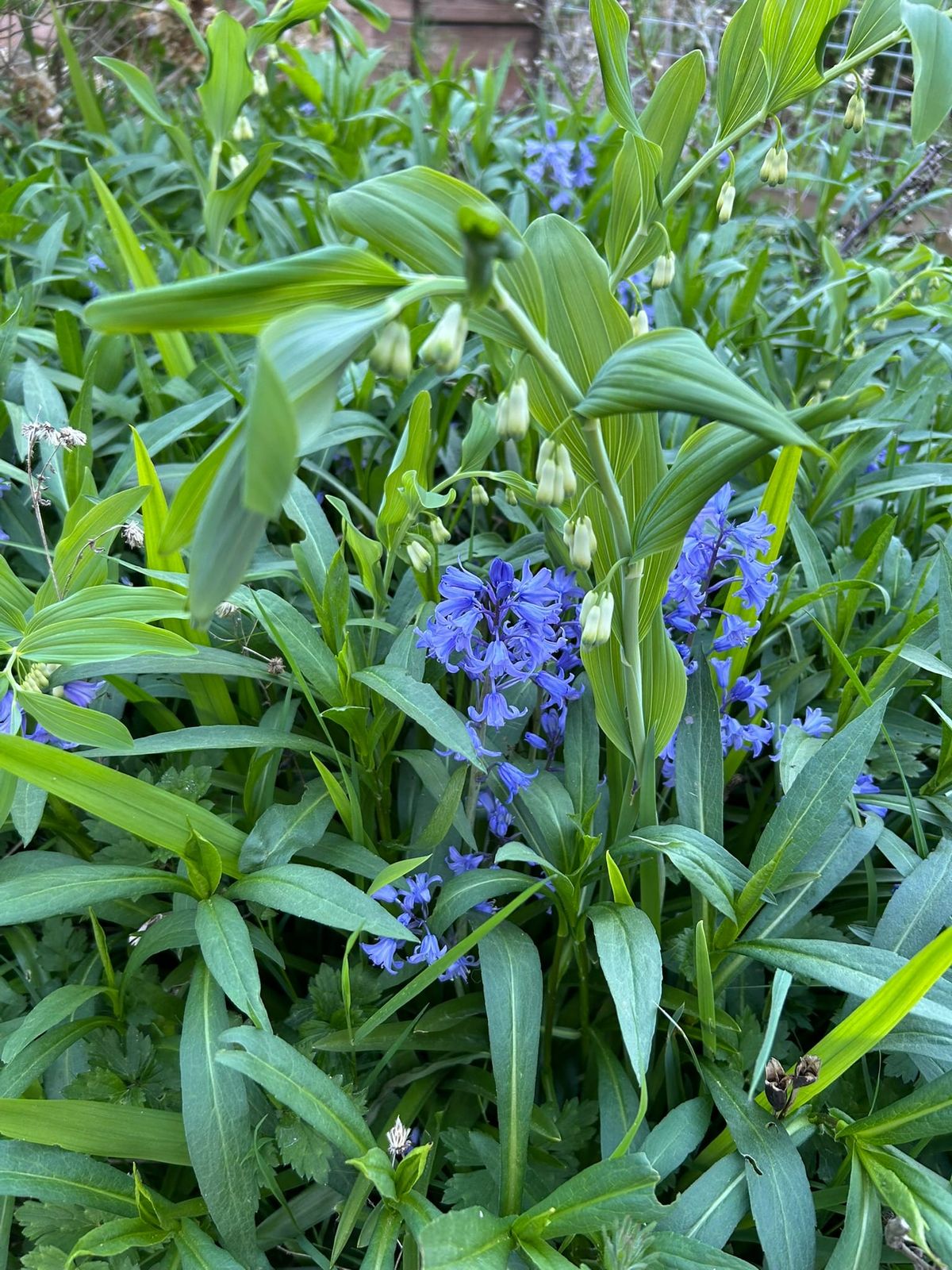 Photo of a total jumble of green wild plants including asters, solomon's seal (with white flowers), buttercup, and some sort of purple bluebell-type flower