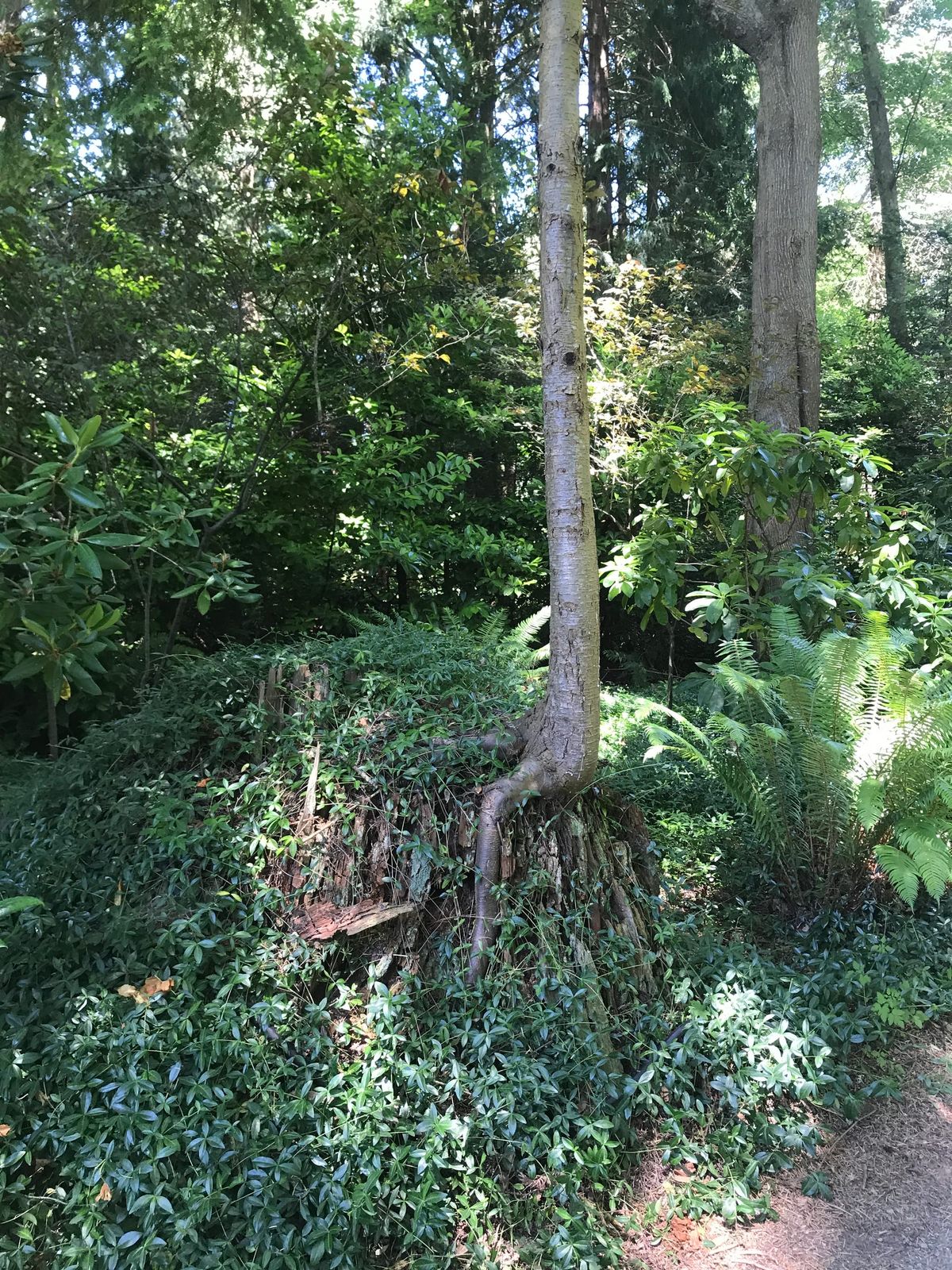 A photo of a forest with dappled light casting interesting shadows across the dark green leaves and plants