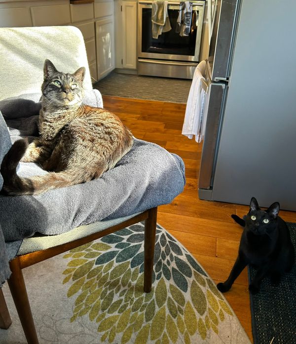 A photo of a gray stripped cat and a black cat in a kitchen, staring at the person holding the camera and the treats. 