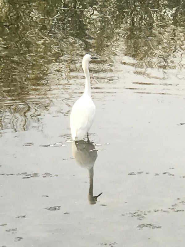 Photo of a tall white bird standing in gray water with ripples reflecting the trees above.