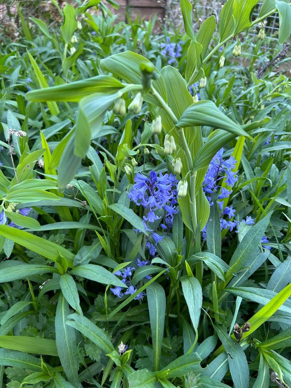Photo of a total jumble of green wild plants including asters, solomon's seal (with white flowers), buttercup, and some sort of purple bluebell-type flower