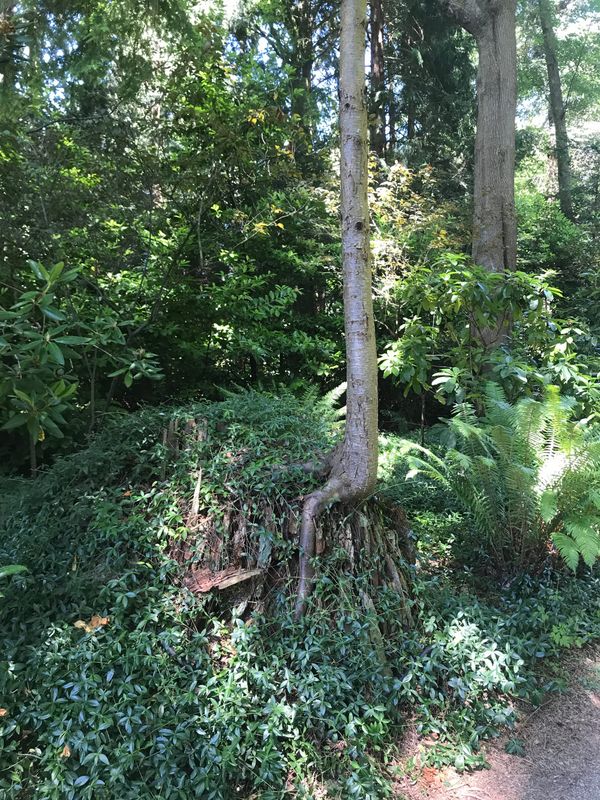 A photo of a forest with dappled light casting interesting shadows across the dark green leaves and plants