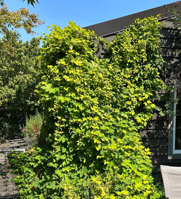 A photo of a large bright lime-green hops plant growing up the corner of a dark gray building and along a gate
