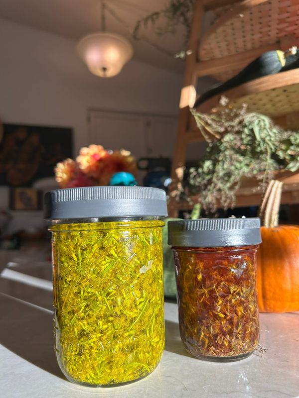 Photo of two canning jars: one yellow (goldenrod infused olive oil) and one red (St Johns wort infused olive oil)