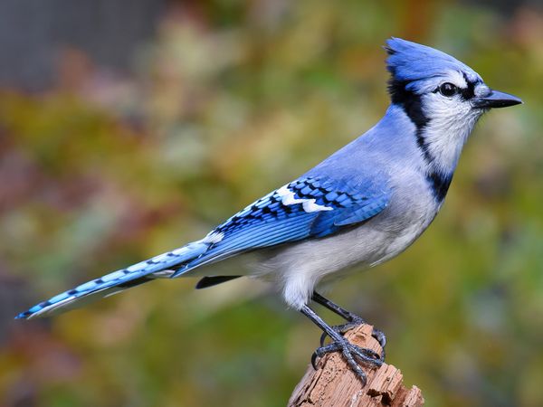 Birds. Yes, birds.